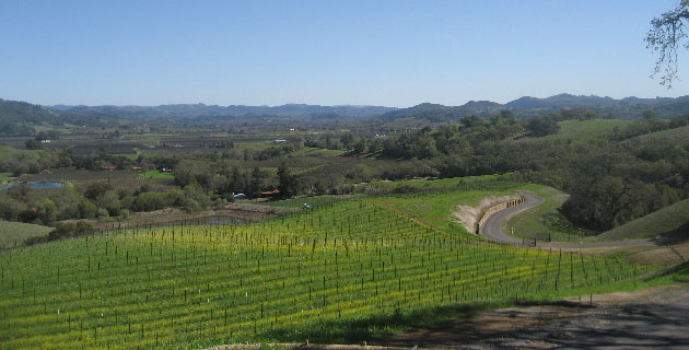 Sonoma Vineyard Development